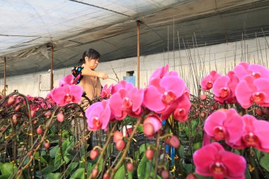 LUANNAN COUNTY, Çin - 5 Ocak 2022: Çiçek çiftçileri Kuzey Çin 'deki bir serada Phalaenopsis yönetiyorlar