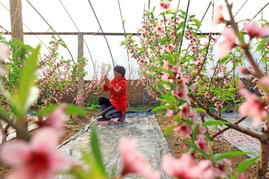LUANNAN COUNTY, Çin - 7 Ocak 2022: Çiftçiler, şeftali çiçeklerinin sarı şeftali çiçeklerini Kuzey Çin 'deki bir serada meyve verdiğinden emin olmak için kaldırıyorlar.
