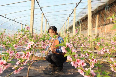 LUANNAN COUNTY, Çin - 18 Ocak 2022: Çiftçiler Kuzey Çin 'deki seradaki şeftali ağaçlarıyla ilgileniyorlar