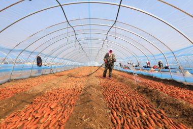 LUANNAN COUNTY, Çin - 8 Mart 2022: Çiftçiler, Kuzey Çin 'deki seradaki tatlı patates tohumlarını temizlemek için su boruları kullanıyorlar