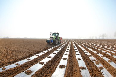 LUANNAN COUNTY, Çin - 9 Mart 2022: çiftçiler tarlada plastik kaplama patates ekmek için bir ekici kullanır, Kuzey Çin
