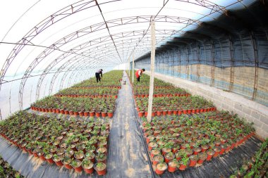 LUANNAN COUNTY, Çin - 11 Mart 2022: Çiftçiler, Kuzey Çin 'deki fidanlıkta saksı gülleri gübreliyor