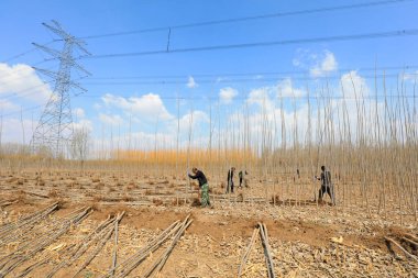 LUANNAN COUNTY, Çin - 31 Mart 2022: Çiftçi Kuzey Çin 'de bir fidan kazıyor