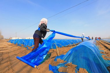 LUANNAN COUNTY, Çin - 3 Nisan 2022: çiftçiler Kuzey Çin 'deki bir çiftlikte zencefil ile ultraviyole dirençli plastik film çekiyorlar.