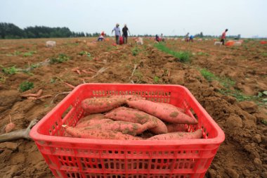 Çiftçiler Kuzey Çin 'deki tarlalardan tatlı patates topluyor.