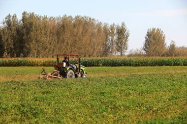 LUANNAN COUNTY, Çin - 17 Eylül 2021: çiftçiler Kuzey Çin 'deki tarlalarda fıstık toplamak için tarım makineleri kullanıyorlar