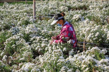 LUANNAN COUNTY, Çin - 8 Ekim 2021: çiftçiler Kuzey Çin 'deki tarlalarda tıbbi beyaz kasımpatı hasat ettiler