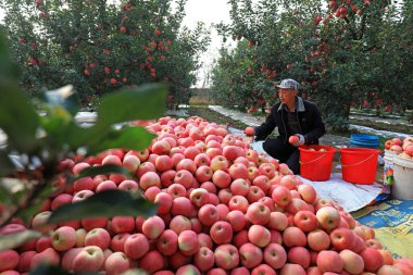 LUANNAN COUNTY, Çin - 22 Ekim 2021: çiftçiler Kuzey Çin 'deki meyve bahçelerinde kırmızı Fuji elmalarını sınıflandırıyorlar