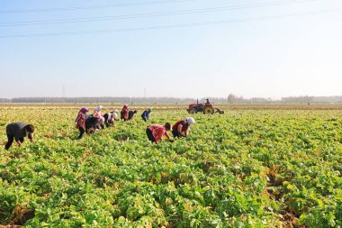 LUANNAN COUNTY, Çin - 27 Ekim 2021: Çiftçiler Kuzey Çin 'deki tarlalarda beyaz turp hasat ediyorlar