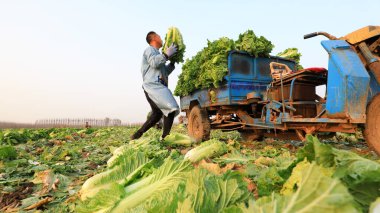LUANNAN COUNTY, Çin - 1 Kasım 2021: çiftçiler Kuzey Çin 'deki tarlalarda Çin lahanası hasat ediyorlar