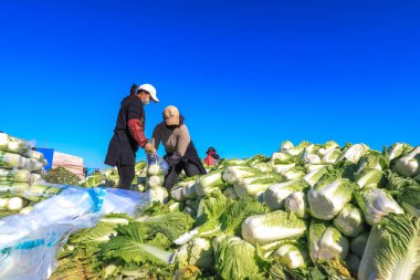 LUANNAN COUNTY, Çin - 10 Kasım 2021: Çiftçiler Kuzey Çin 'de sebze satın alma noktasında Çin lahanasıyla ilgileniyorlar