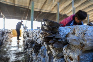 LUANNAN COUNTY, Çin - 11 Kasım 2021: Çiftçiler Kuzey Çin 'deki serada yenilebilir mantar hasat ediyorlar