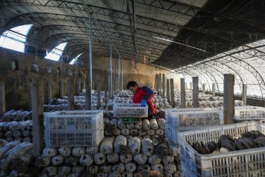 LUANNAN COUNTY, Çin - 13 Kasım 2021: çiftçiler Kuzey Çin 'deki seralarda yenilebilir mantar topluyorlar