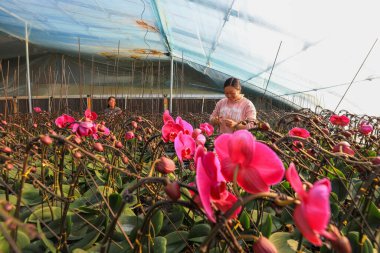 LUANNAN COUNTY, Çin - 28 Aralık 2021: Çiftçiler Kuzey Çin 'deki Phalaenopsis' in icabına bakıyorlar