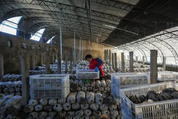 LUANNAN COUNTY, Çin - 13 Kasım 2021: çiftçiler Kuzey Çin 'deki seralarda yenilebilir mantar topluyorlar