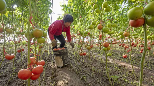 LUANNAN COUNTY, Çin - 2 Aralık 2021: Bir köylü kadın Kuzey Chin 'deki bir serada domates hasat ediyor