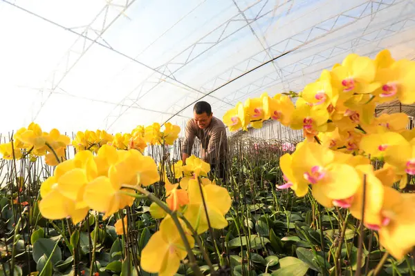 LUANNAN COUNTY, Çin - 28 Aralık 2021: Çiftçiler Kuzey Çin 'deki Phalaenopsis' in icabına bakıyorlar