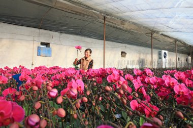LUANNAN COUNTY, Çin - 5 Ocak 2022: Çiçek çiftçileri Kuzey Çin 'deki bir serada Phalaenopsis yönetiyorlar