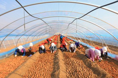 LUANNAN COUNTY, Çin - 8 Mart 2022 Çiftçiler Kuzey Çin 'deki seraya tatlı patates tohumları koyuyorlar