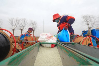 LUANNAN COUNTY, Çin - 16 Mart 2022 Çiftçiler Kuzey Çin 'deki çiftliğe gübre ekiyorlar