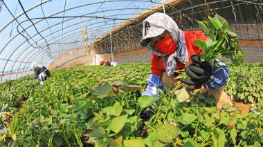 LUANNAN COUNTY, Çin - 1 Nisan 2022: Çiftçiler Kuzey Chin 'deki serada tatlı patates tohumu topluyorlar