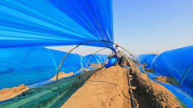 LUANNAN COUNTY, Çin - 3 Nisan 2022: çiftçiler Kuzey Çin 'deki bir çiftlikte zencefil ile ultraviyole dirençli plastik film çekiyorlar.