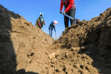 LUANNAN COUNTY, Çin - 3 Nisan 2022 Çiftçiler Kuzey Çin 'deki çiftliğin toprağını zencefille kaplıyorlar