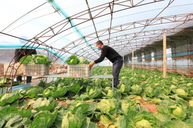 LUANNAN COUNTY, Çin - 8 Nisan 2022: çiftçiler Kuzey Çin 'deki seralarda şalgam hasat ediyorlar