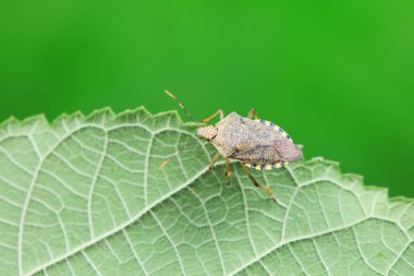 Vahşi doğada hemiptera böcekleri, Kuzey Çin