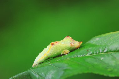 Lepidoptera larvaları vahşi doğada, Kuzey Çin