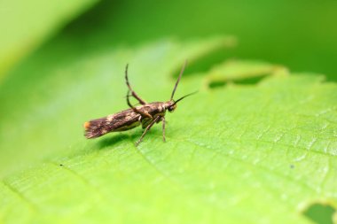Lepidoptera böcekleri vahşi doğada, Kuzey Çin