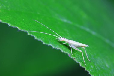 Kuzey Çin 'deki yabani bitkiler üzerine ağaç cırcırböceği