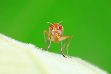 Kuzey Çin 'deki yabani bitkilerin üzerinde uçuyor.