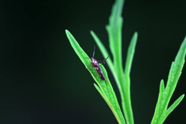 Lepidoptera böcekleri vahşi doğada, Kuzey Çin