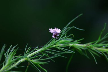 Kuzey Çin 'deki yabani bitkilerin üzerindeki Cicadellidae böcekleri.