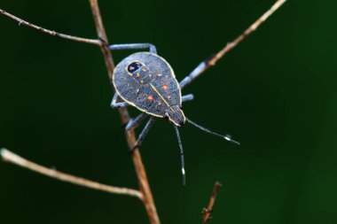 Vahşi doğada hemiptera böcekleri, Kuzey Çin
