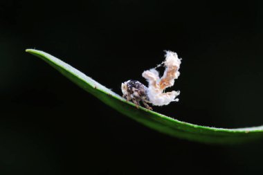 Kuzey Çin 'deki yabani bitkilerin üzerindeki Cicadellidae böcekleri.