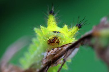 Lepidoptera larvae in the wild, North China clipart