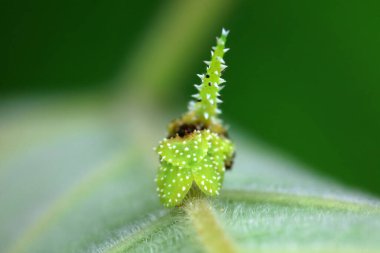 Lepidoptera larvaları vahşi doğada, Kuzey Çin