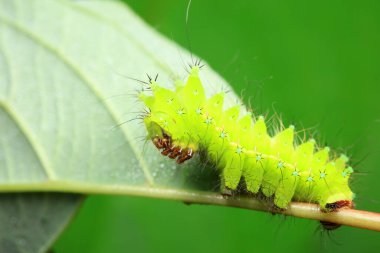 Lepidoptera larvaları vahşi doğada, Kuzey Çin