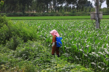 Rural women spray insecticides on corn fields in North China clipart