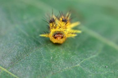 Lepidoptera larvaları vahşi doğada, Kuzey Çin