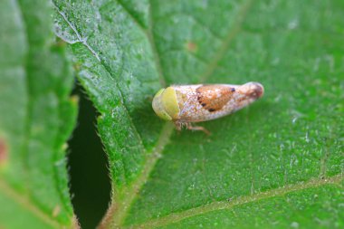 Kuzey Çin 'deki yabani bitkilerin üzerine ağustos böceği yaprağı