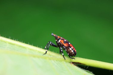 Kuzey Çin 'deki yabani bitkilerin üzerindeki Cicadellidae böcekleri.