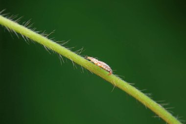 Kuzey Çin 'de nöropteranın işlevsel bir böceği.