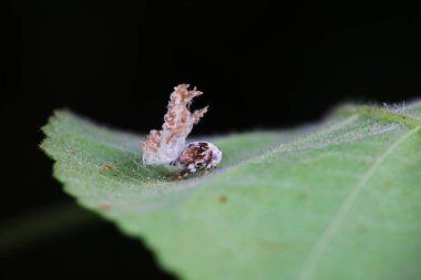 Kuzey Çin 'deki yabani bitkilerin üzerindeki Cicadellidae böcekleri.