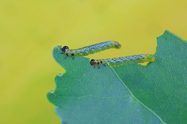 Kuzey Çin 'deki yabani bitkilerin üzerinde arı larvaları.