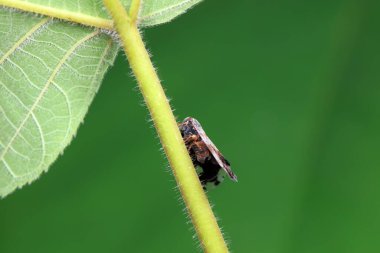 Kuzey Çin 'deki yabani bitkilerin üzerindeki Cicadellidae böcekleri.