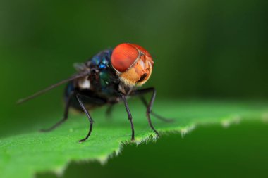 Kuzey Çin 'deki yabani bitkilerin üzerinde uçuyor.