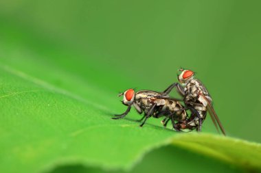 Kuzey Çin 'deki yabani bitkilerin üzerinde uçuyor.
